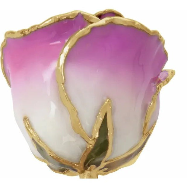 Lacquered Cream Picasso Rose with Gold Trim - Robson's Jewelers