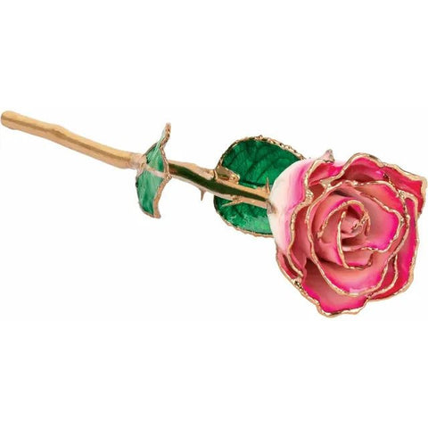 Lacquered Cream Magenta Rose with Gold Trim - Robson's Jewelers
